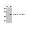 ProSci 7599 Alpha-tubulin Antibody