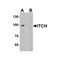 ProSci 7645 ITCH Antibody