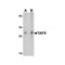 ProSci 7719 TAF9 Antibody