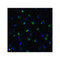 ProSci 7733 TET1 Antibody