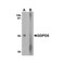 ProSci 7739 GDPD5 Antibody