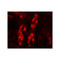 ProSci 7739 GDPD5 Antibody