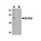 ProSci 7743 OLIG2 Antibody
