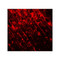 ProSci 7749 SMARCA4 Antibody