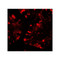 ProSci 7757 IFIT1 Antibody