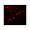 ProSci 7769 DCNP1 Antibody
