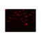 ProSci 7773 SMURF2 Antibody