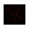 ProSci 7795 POU2F3 Antibody