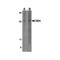 ProSci 7797 CRH Antibody