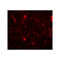 ProSci 7797 CRH Antibody