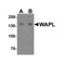 ProSci 7799 WAPL Antibody