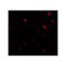 ProSci 7869 NDST2 Antibody