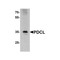 ProSci 7871 PDCL Antibody