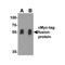 ProSci 7879 cMyc-tag Antibody