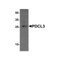 ProSci 7889 PDCL3 Antibody
