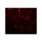 ProSci 7889 PDCL3 Antibody