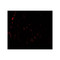 ProSci 7899 HDAC2 Antibody