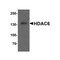 ProSci 7901 HDAC6 Antibody