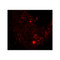 ProSci 7901 HDAC6 Antibody