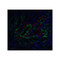ProSci 2003 ICAD Antibody