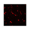 ProSci 7923 NOX2 Antibody