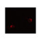 ProSci 7933 LIN54 Antibody