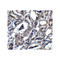 ProSci 7939 BATF3 Antibody