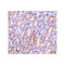 ProSci 2011 CAD Antibody