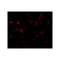 ProSci 2011 CAD Antibody