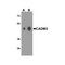 ProSci 7975 CADM3 Antibody
