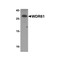 ProSci 7985 WDR61 Antibody