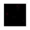 ProSci 7987 GPRASP1 Antibody