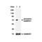 ProSci 8005 SAMHD1 (phospho Thr592) Antibody
