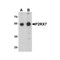 ProSci 8015 P2RX7 Antibody