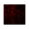 ProSci 8023 SESTRIN2 Antibody