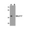 ProSci 8041 KLF17 Antibody