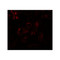 ProSci 8045 EDA1 Antibody