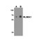 ProSci 8053 LIMA1 Antibody