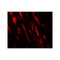 ProSci 8069 PJA1 Antibody