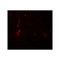 ProSci 8073 ATG4B Antibody