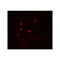 ProSci 8075 ATG4D Antibody