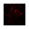 ProSci 8081 MYH8 Antibody