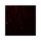 ProSci 8097 MALT1 Antibody