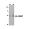ProSci 8125 SLC29A1 Antibody