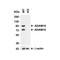 ProSci 2051 ADAM10 Antibody