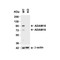 ProSci 2051 ADAM10 Antibody