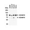 ProSci 2051 ADAM10 Antibody