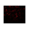 ProSci 8145 MKRN3 Antibody