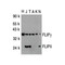 ProSci 2055 FLIP Antibody