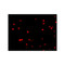 ProSci 2055 FLIP Antibody